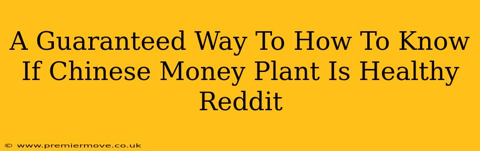 A Guaranteed Way To How To Know If Chinese Money Plant Is Healthy Reddit