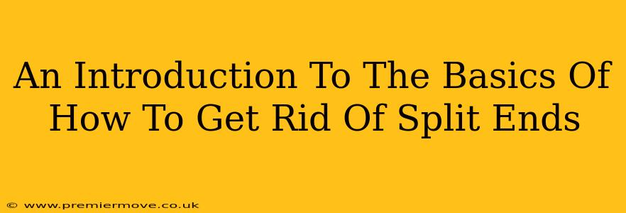 An Introduction To The Basics Of How To Get Rid Of Split Ends