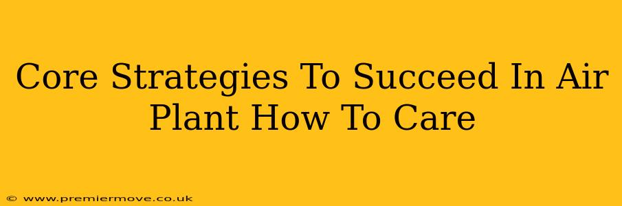 Core Strategies To Succeed In Air Plant How To Care