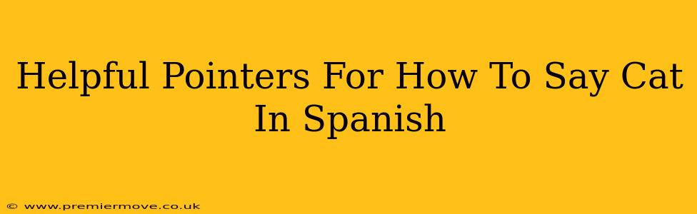 Helpful Pointers For How To Say Cat In Spanish