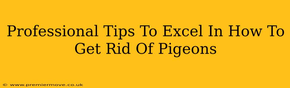 Professional Tips To Excel In How To Get Rid Of Pigeons