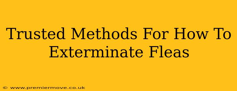 Trusted Methods For How To Exterminate Fleas